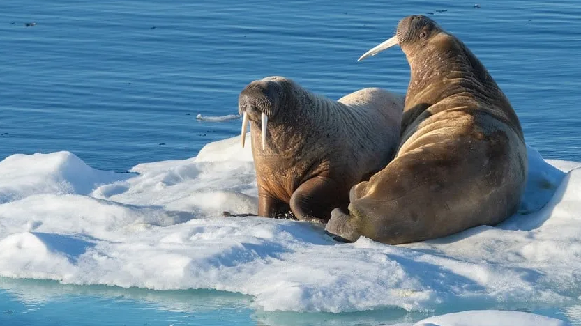 Svalbard in Spring - The return of the Sun