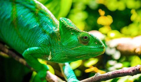 APAC benchmarks turn green on hopes of easing trade war