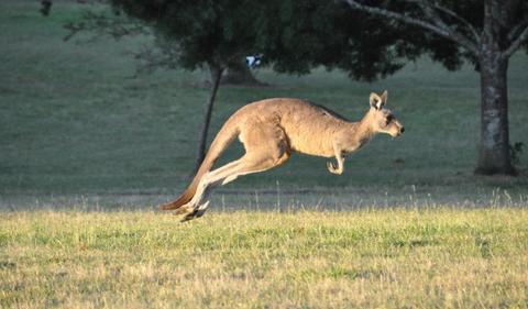 ASX 200 jumps to fresh 8wk highs, led by energy