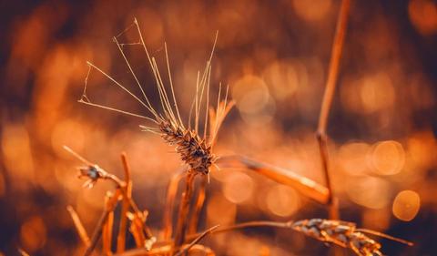'Focused': Graincorp upgrades guidance after strong 1H