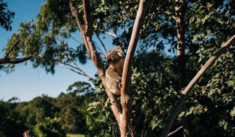 APAC climbs as China cuts lending rates; RBA in focus