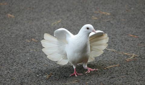 Hawkish RBA morphs into dove; more rate cuts forecast