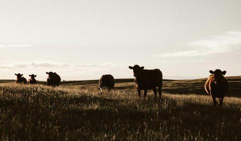 May Downs cattle station fetches $47.5m at auction