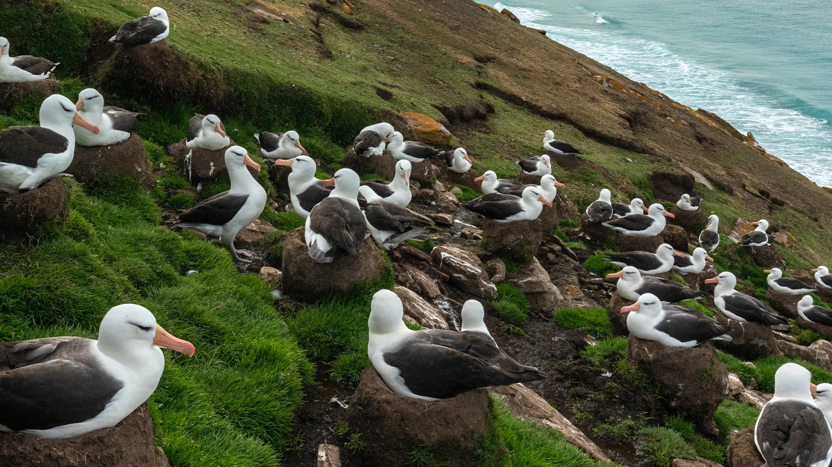 Antarctica & Falklands Expedition to Northbound