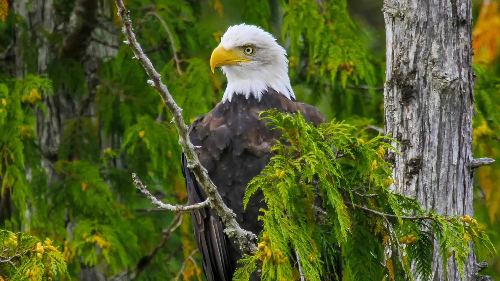 Alaska and British Columbia Wilderness, Glaciers and Culture