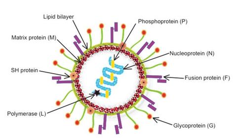 hMPV: China urged to share vital data on viral outbreak