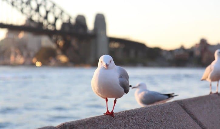 January - slight decline in consumer sentiment: Westpac