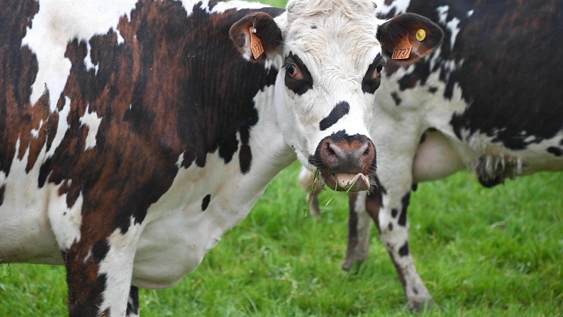 Milking it: Fonterra spinoff tipped as next big ASX float