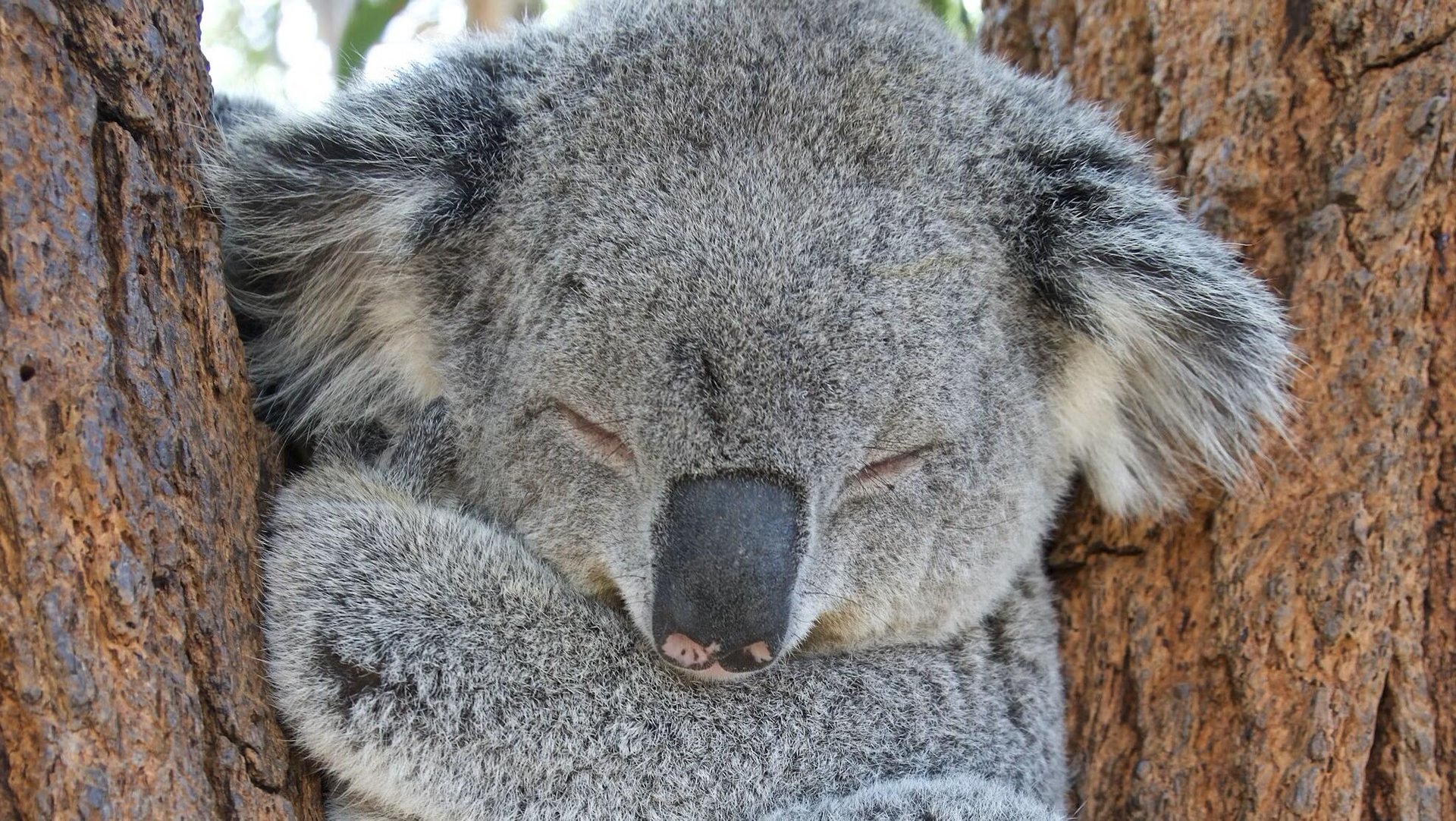 Koala corridor court defeat may cost Lendlease $100m
