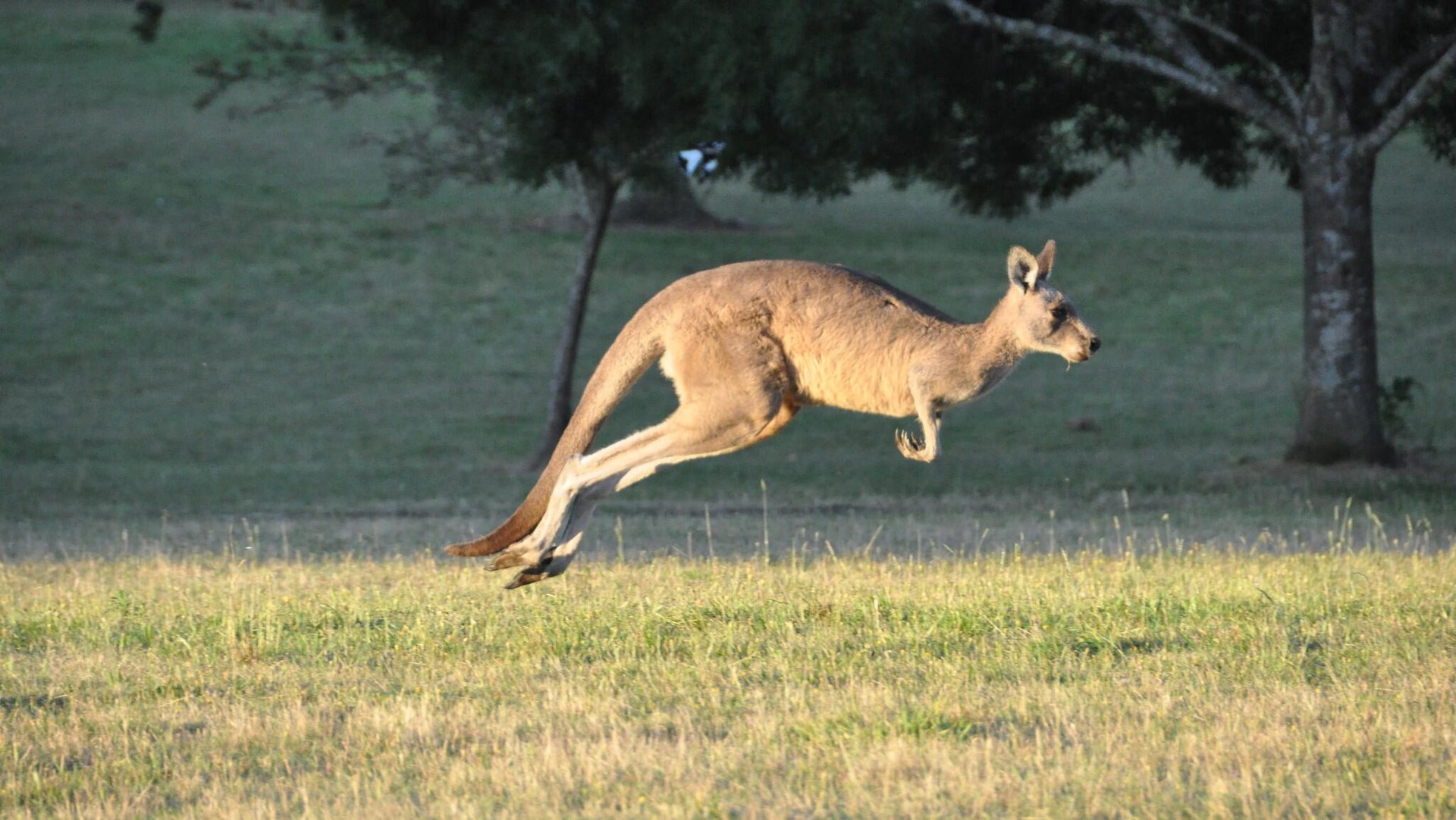 ASX 200 jumps to fresh 8wk highs, led by energy