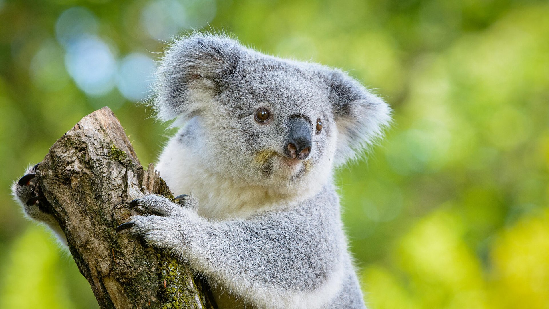 ASX 200 to extend multi-month highs; CPI in focus
