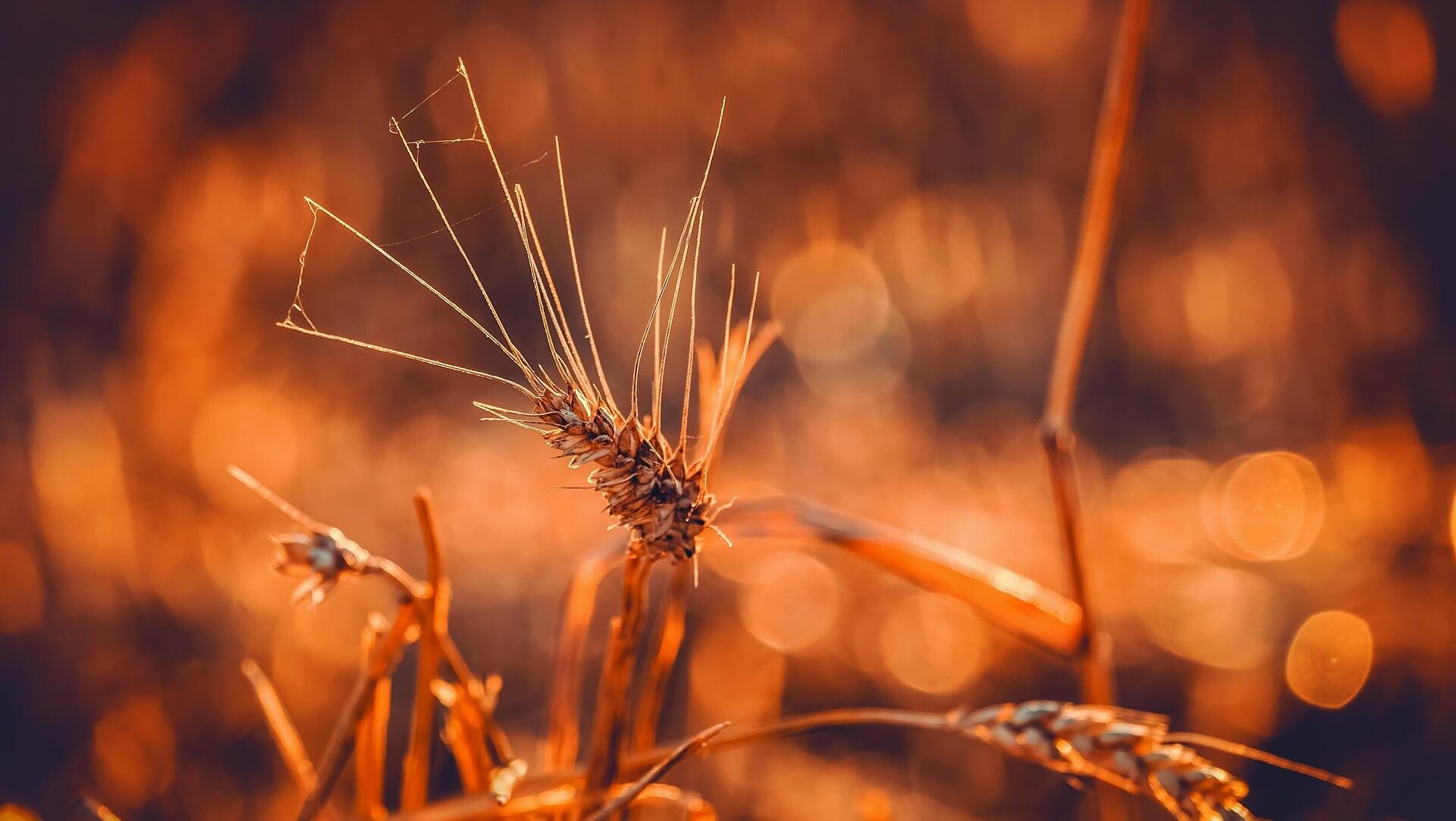 'Focused': Graincorp upgrades guidance after strong 1H