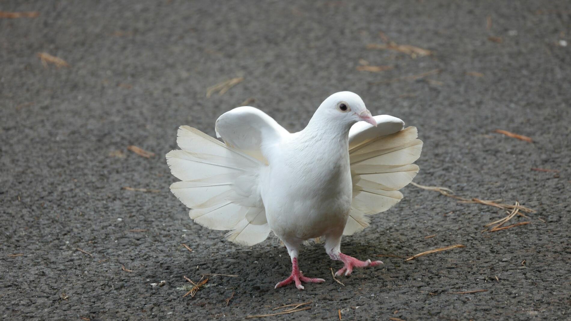 Hawkish RBA morphs into dove; more rate cuts forecast