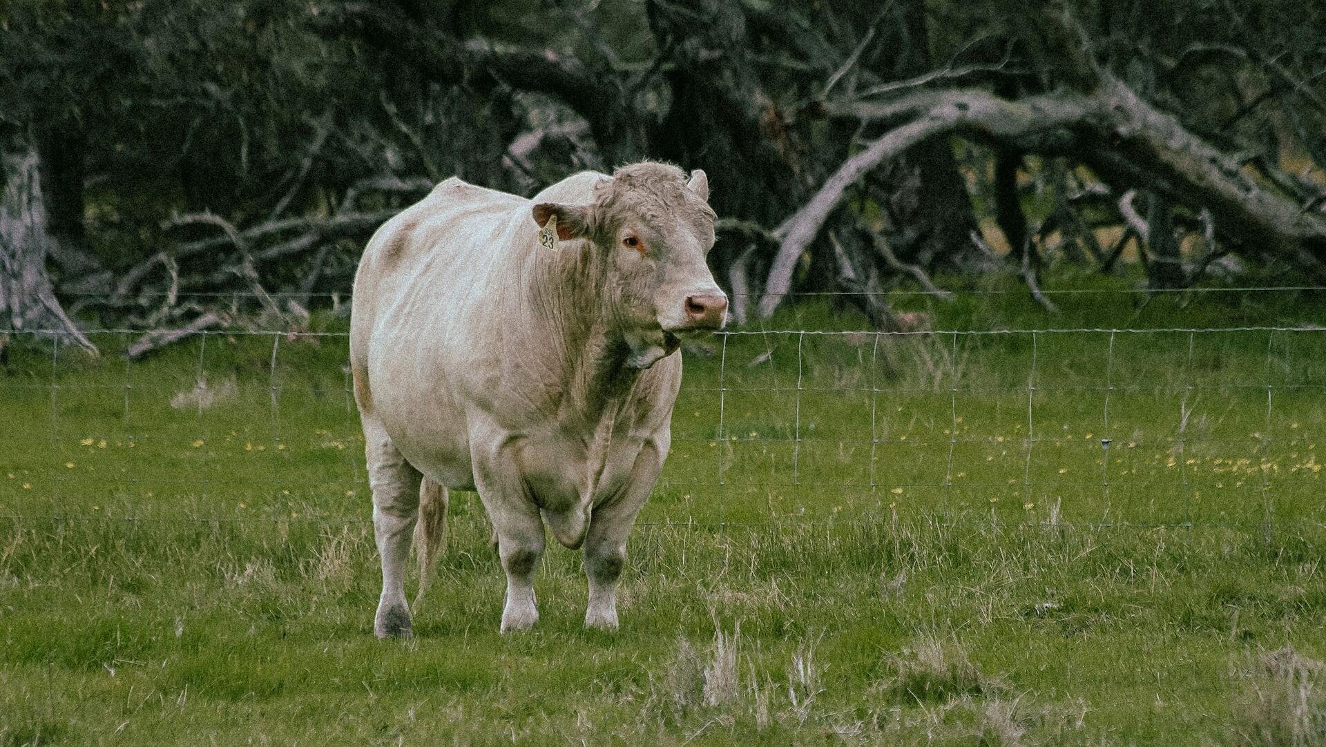 Markets: Green pastures as ASX 200 hits fresh 3mth high