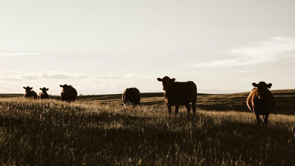 May Downs cattle station fetches $47.5m at auction