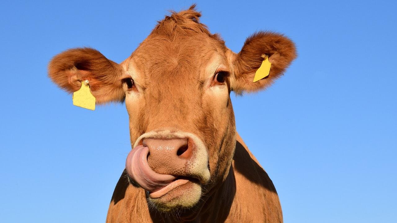 Trade talks: Butler confirms review on US beef exports