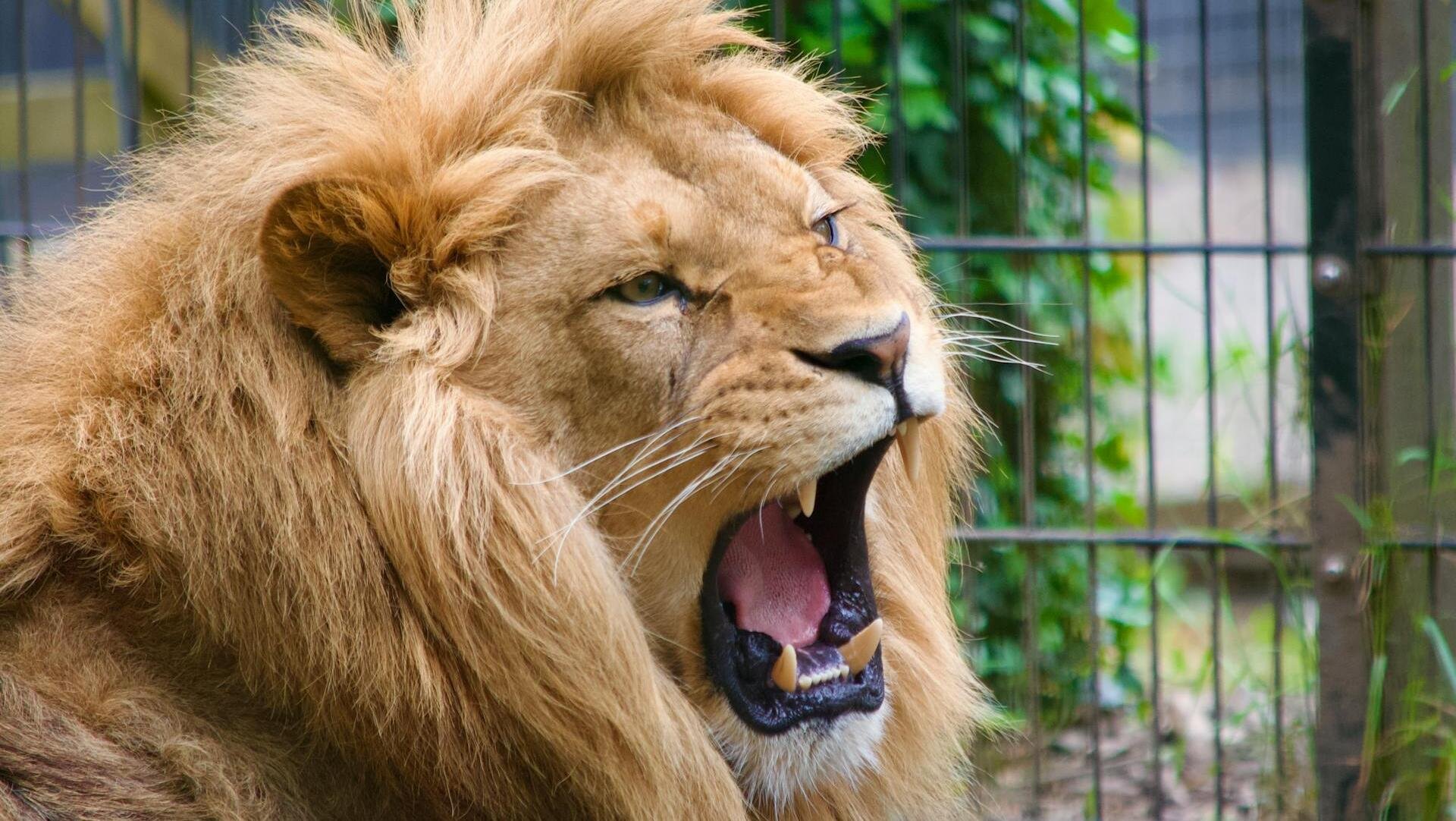 Liontown roars on upbeat quarterly production figures