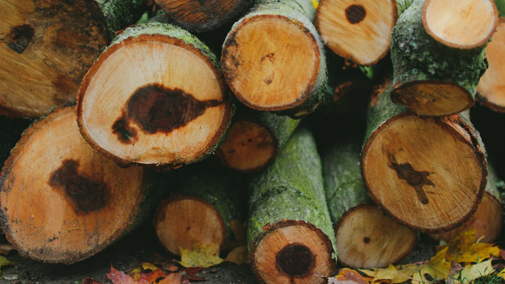 Credit: Darya Jum / Unsplash